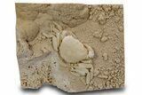 Fossil Crab (Potamon) Preserved in Travertine - Turkey #301761-1